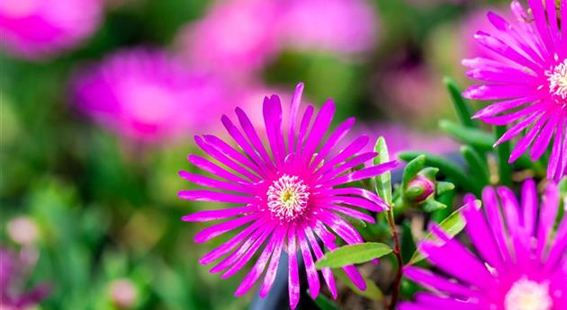 Delosperma cooperi