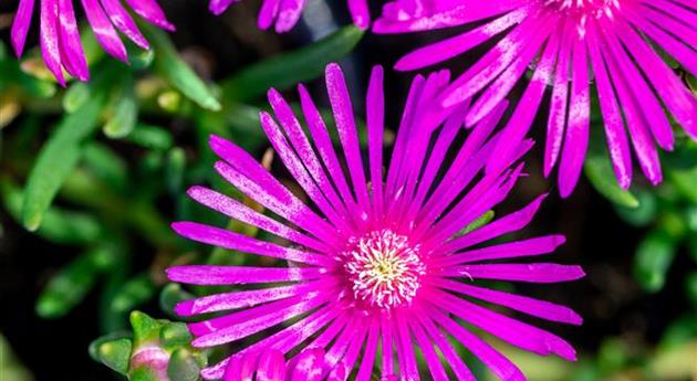 Delosperma cooperi