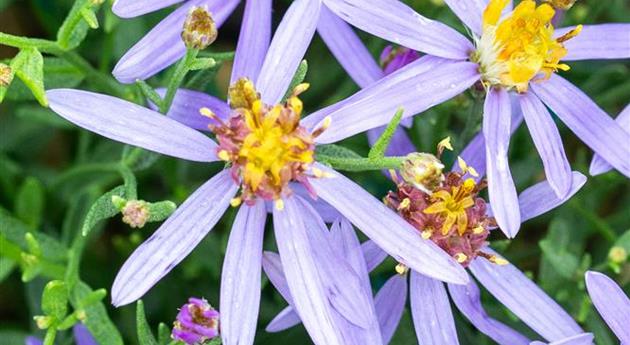 Aster sedifolius 'Nanus'