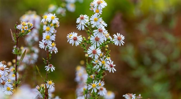 Aster ericoides 'Erlkönig'