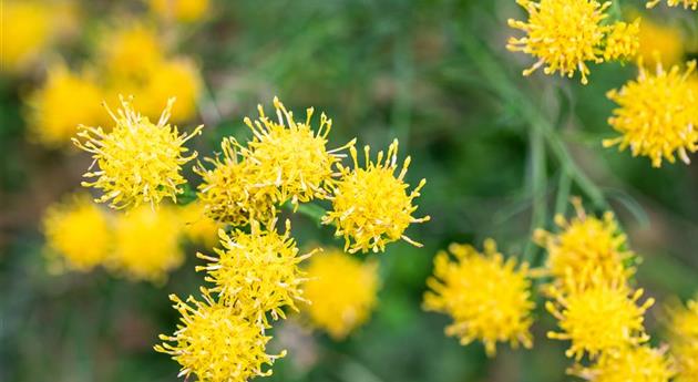 Aster linosyris