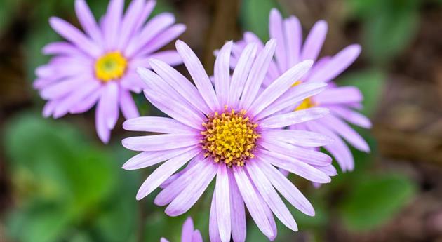 Aster amellus 'Rosa Erfüllung'