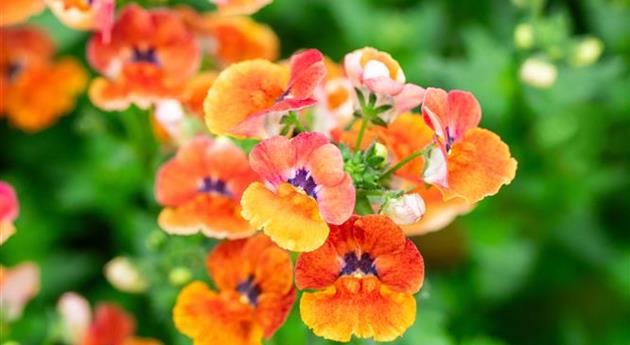 Nemesia fruticans 'Nesia™ Tangerine'