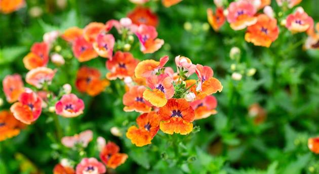 Nemesia fruticans 'Nesia™ Tangerine'