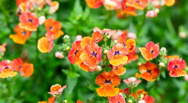 Nemesia fruticans 'Nesia™ Tangerine'