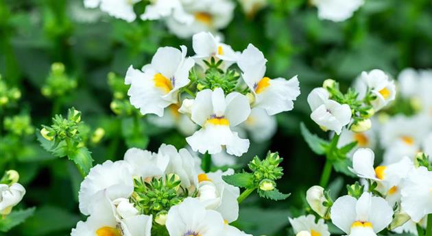 Nemesia fruticans 'Nesia™ Snow Angel'