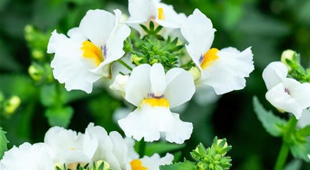 Nemesia fruticans 'Nesia™ Snow Angel'