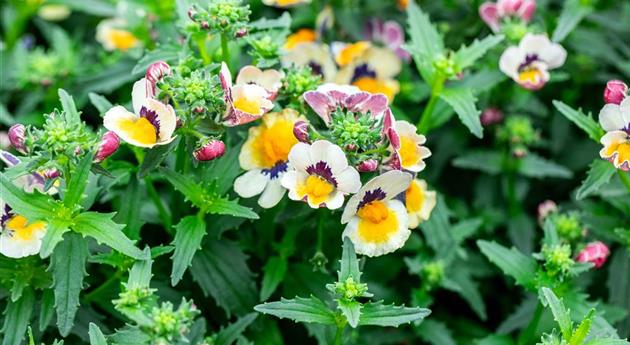 Nemesia fruticans 'Nesia™ Bananaberry'