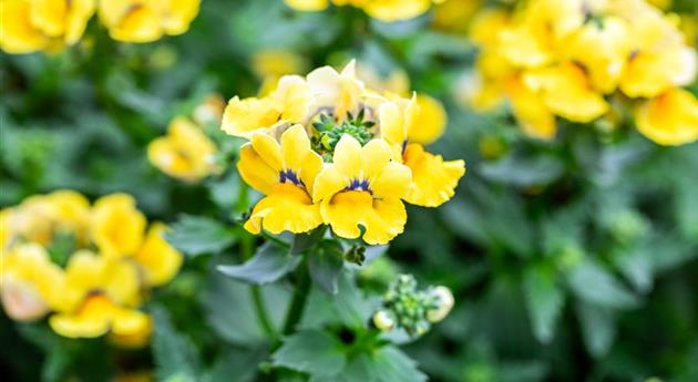 Nemesia fruticans 'Nesia™ Inca'