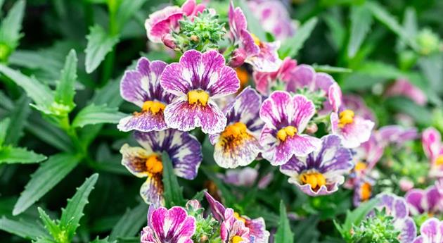 Nemesia fruticans 'Nesia™ Tutti Frutti'