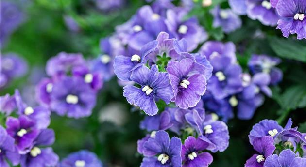 Nemesia fruticans 'Nesia™ Denim'