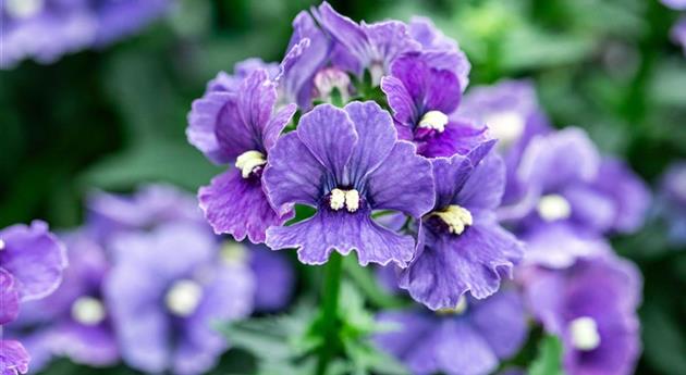 Nemesia fruticans 'Nesia™ Denim'