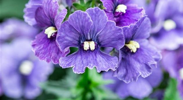 Nemesia fruticans 'Nesia™ Denim'