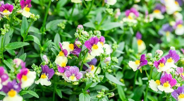 Nemesia 'MENOR™ Dual Magenta'