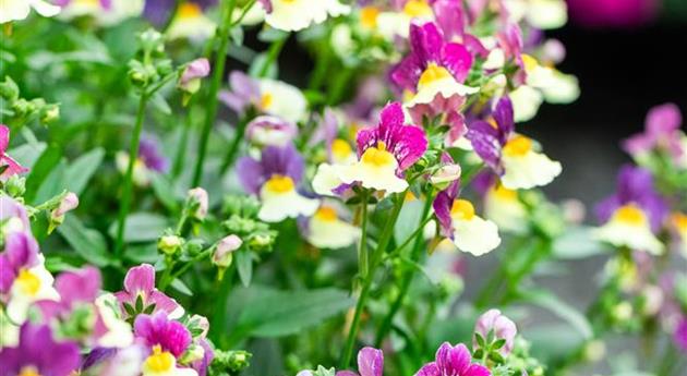 Nemesia 'MENOR™ Dual Magenta'