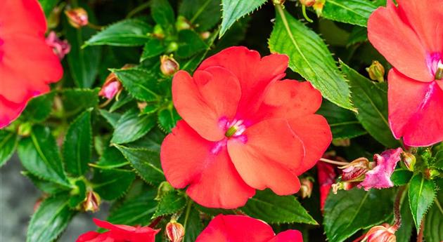 Impatiens neuguinea 'Sol Luna Prime™ Red'