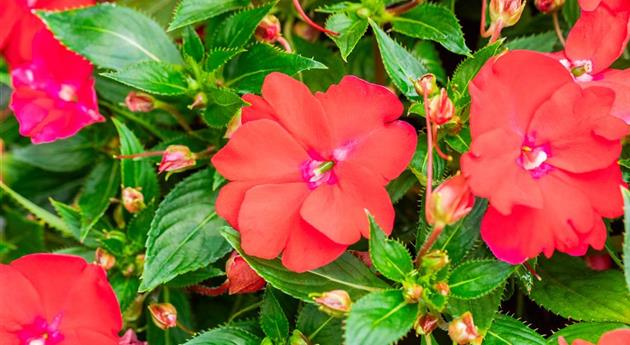 Impatiens neuguinea 'Sol Luna Prime™ Red'