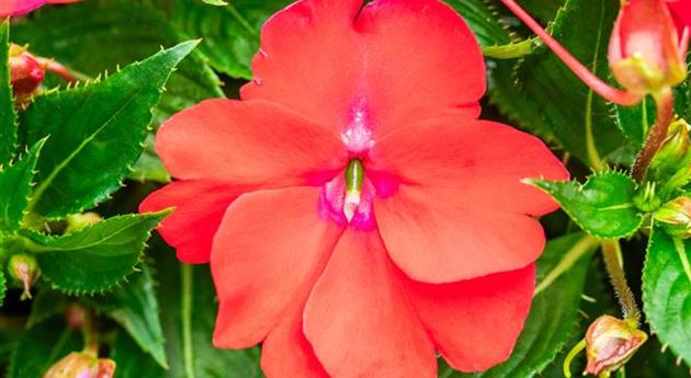 Impatiens neuguinea 'Sol Luna Prime™ Red'