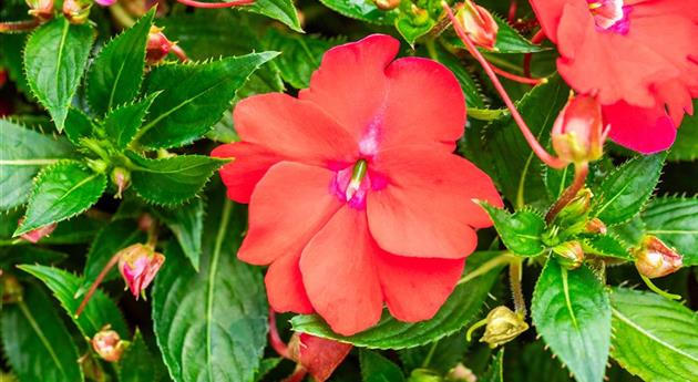 Impatiens neuguinea 'Sol Luna Prime™ Red'