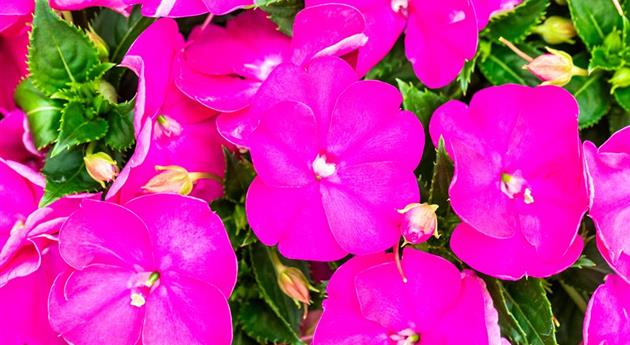 Impatiens neuguinea 'Sol Luna Prime™ Orchid'