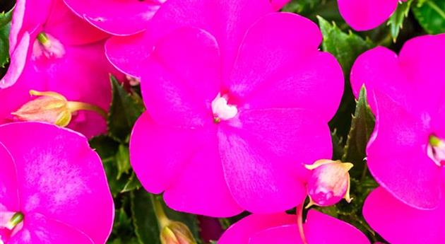 Impatiens neuguinea 'Sol Luna Prime™ Orchid'