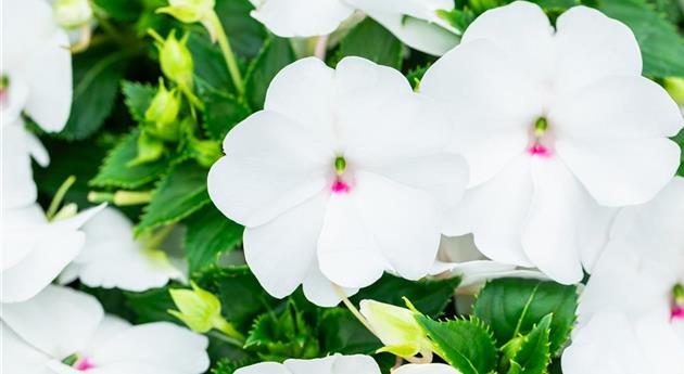 Impatiens neuguinea 'Sol Luna Prime™ White'