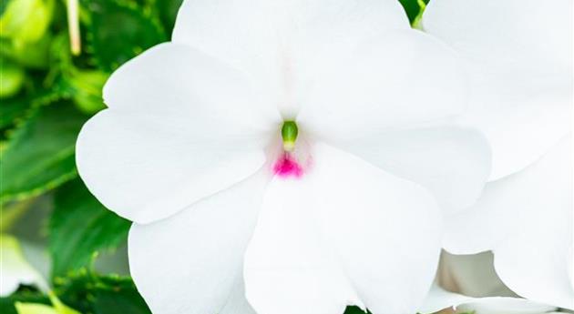 Impatiens neuguinea 'Sol Luna Prime™ White'