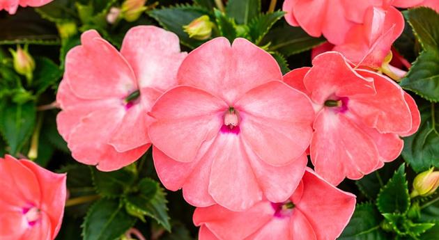 Impatiens neuguinea 'Sol Luna Prime™ Light Salmon'