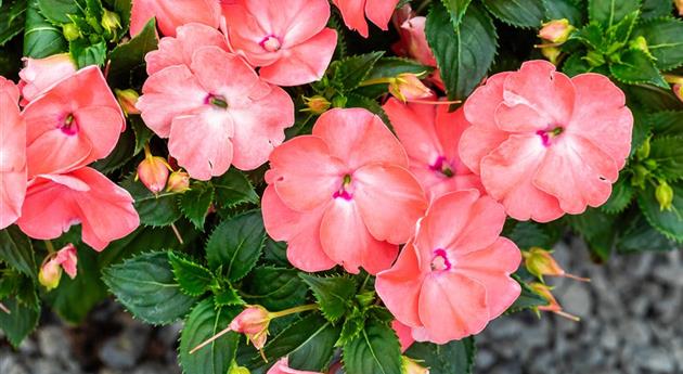 Impatiens neuguinea 'Sol Luna Prime™ Light Salmon'