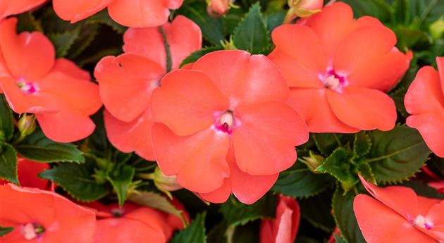 Impatiens neuguinea 'Sol Luna Prime™ Peach'