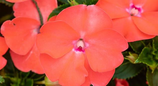 Impatiens neuguinea 'Sol Luna Prime™ Peach'