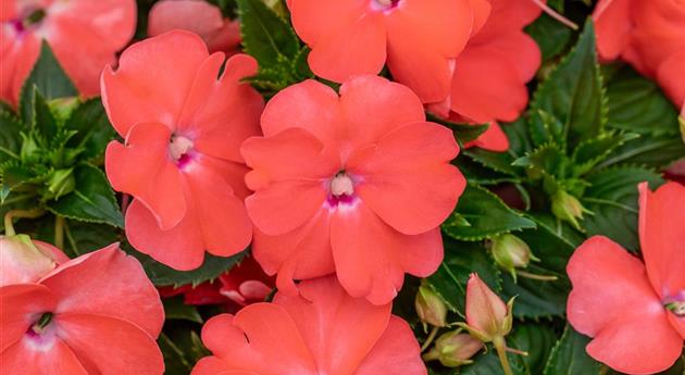 Impatiens neuguinea 'Sol Luna Prime™ Peach'