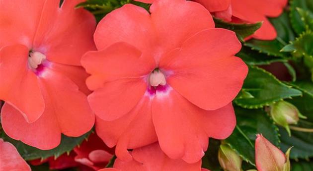 Impatiens neuguinea 'Sol Luna Prime™ Peach'