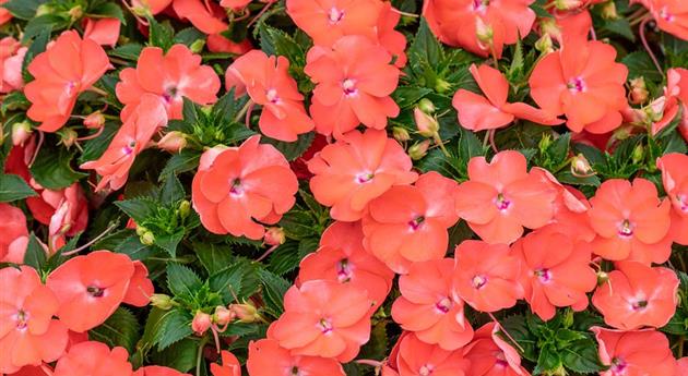 Impatiens neuguinea 'Sol Luna Prime™ Peach'