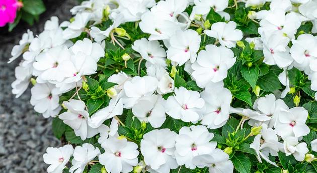 Impatiens neuguinea 'Sol Luna Prime™ White'