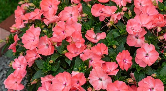 Impatiens neuguinea 'Sol Luna Prime™ Light Salmon'