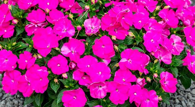 Impatiens neuguinea 'Sol Luna Prime™ Orchid'