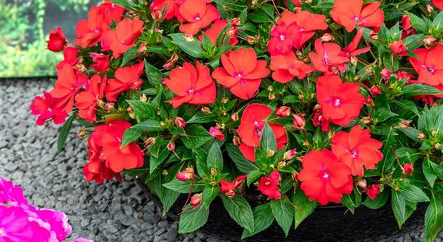 Impatiens neuguinea 'Sol Luna Prime™ Red'