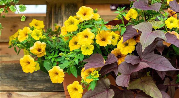 Petunia 'Cascadias™ Indian Summer'