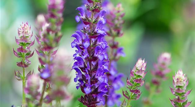 Salvia nemorosa 'Apex™ Blue'