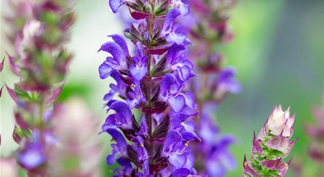 Salvia nemorosa 'Apex™ Blue'