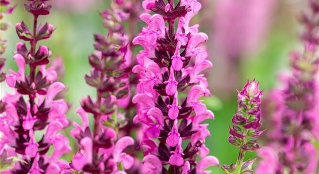 Salvia nemorosa 'Apex™ Pink'