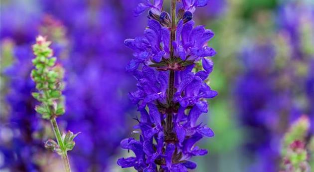 Salvia nemorosa 'Dark Matter™'