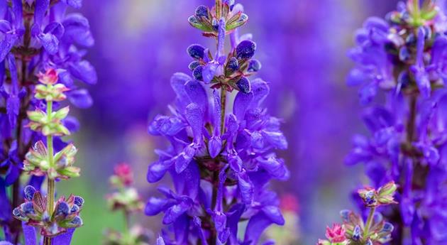 Salvia nemorosa 'Dark Matter™'