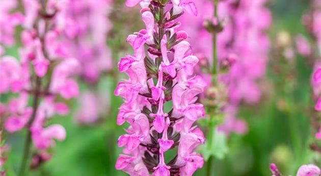 Salvia nemorosa 'Pink Nebula™'