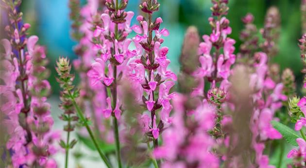 Salvia nemorosa 'Pink Nebula™'