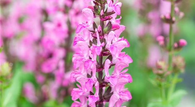 Salvia nemorosa 'Pink Nebula™'