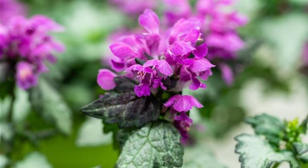 Lamium maculatum 'Lami™ Dark Purple'