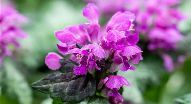 Lamium maculatum 'Lami™ Dark Purple'