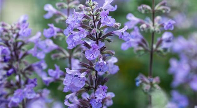 Nepeta 'Cat´s Meow'